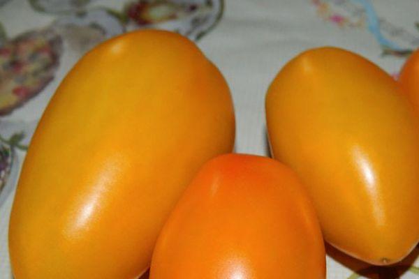 ผลมะเขือเทศ