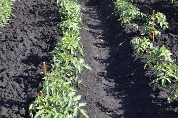 Parterres de tomates