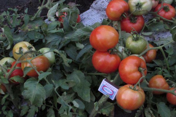 Buissons de tomates