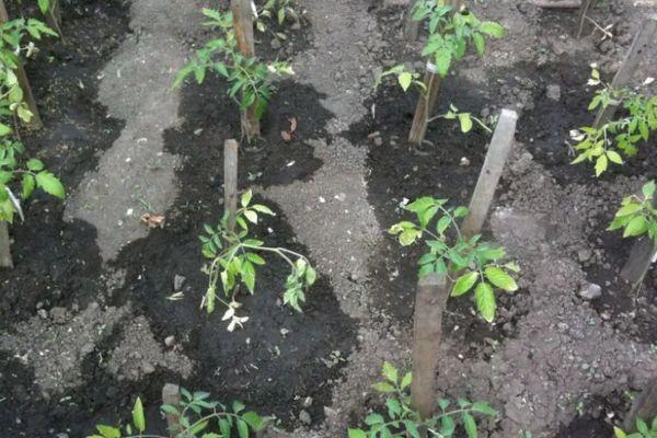 ถั่วงอกมะเขือเทศ