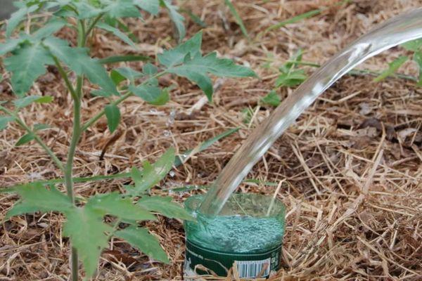 การรดน้ำมะเขือเทศ