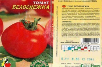 ลักษณะของมะเขือเทศ