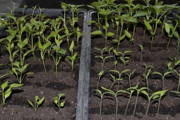 Semis à partir de graines