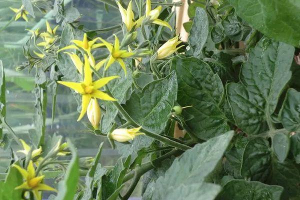 ดอกมะเขือเทศ