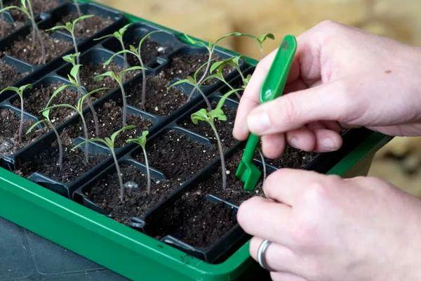 การเก็บมะเขือเทศ