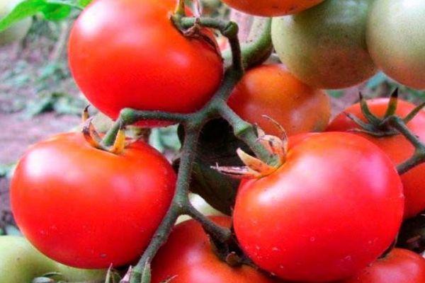 กิ่งที่มีมะเขือเทศ