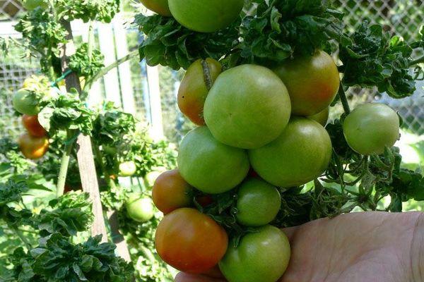 มะเขือเทศดิบ