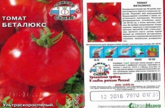 ลักษณะของมะเขือเทศ