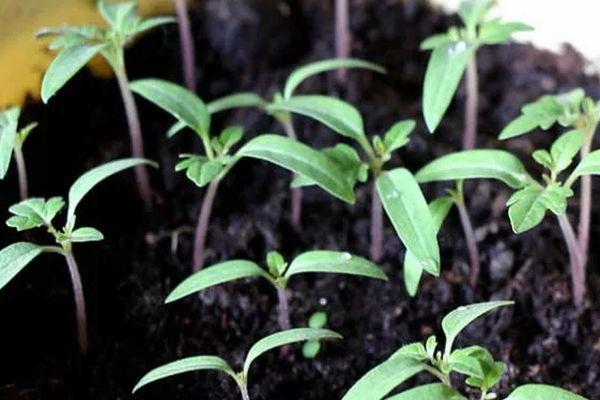 ต้นกล้ามะเขือเทศ