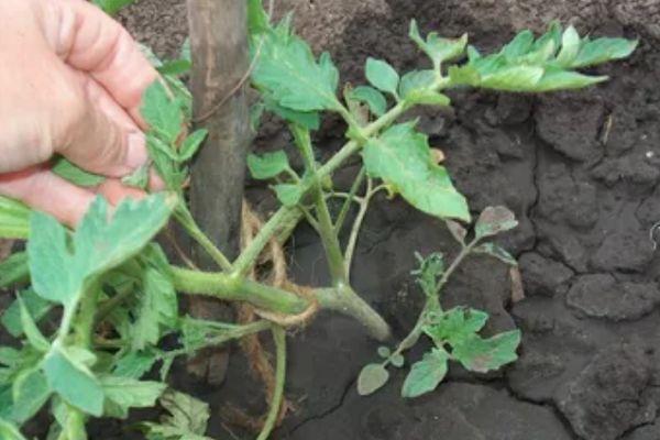 การผูกกับการสนับสนุน