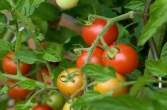 มะเขือเทศเบตต้า