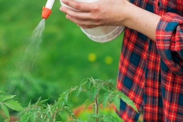 Pulvérisation de tomates