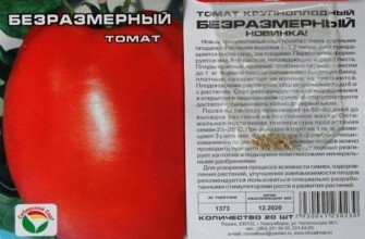 เมล็ดมะเขือเทศ