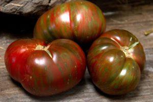 ลักษณะของมะเขือเทศ Big Striped Boar และลักษณะการเจริญเติบโต