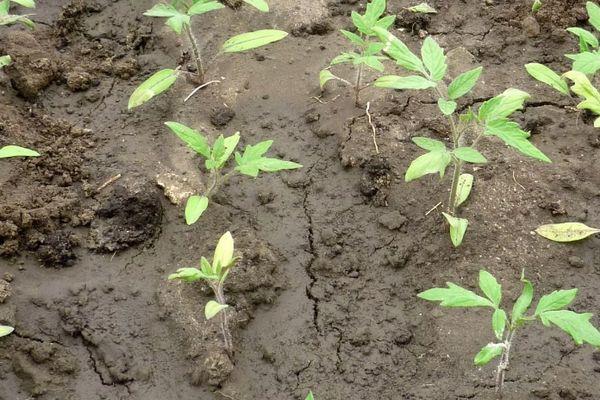 Les semis en pleine terre