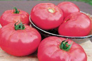 คำอธิบายเกี่ยวกับมะเขือเทศพันธุ์ Pink Bugai และเทคนิคการปลูกแบบลูกผสม