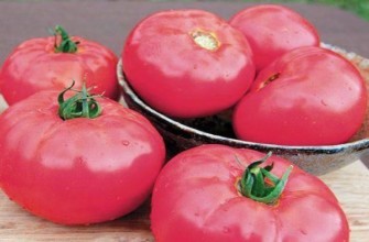 มะเขือเทศบูกาย