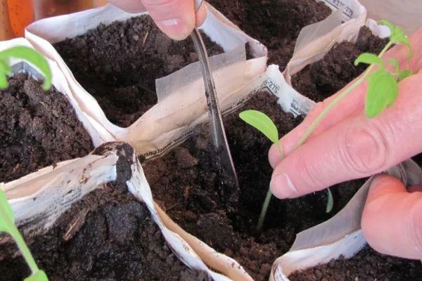 ต้นกล้ามะเขือเทศ