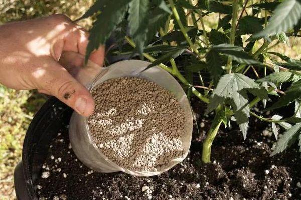 ปุ๋ยสำหรับมะเขือเทศ