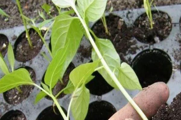 ต้นกล้ามะเขือเทศ