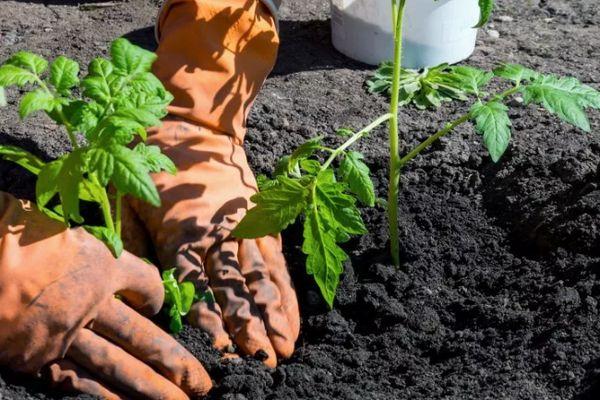 การปลูกมะเขือเทศ