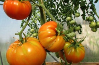 พุ่มไม้ที่มีมะเขือเทศ