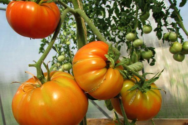 Un buisson avec des tomates