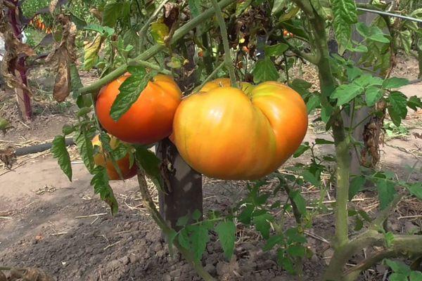 Un buisson avec des tomates