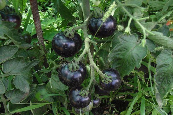 Tomates noires