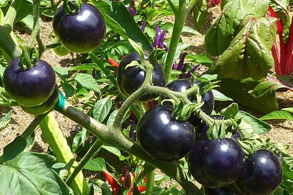 Un buisson avec des tomates