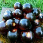 มะเขือเทศสีดำ