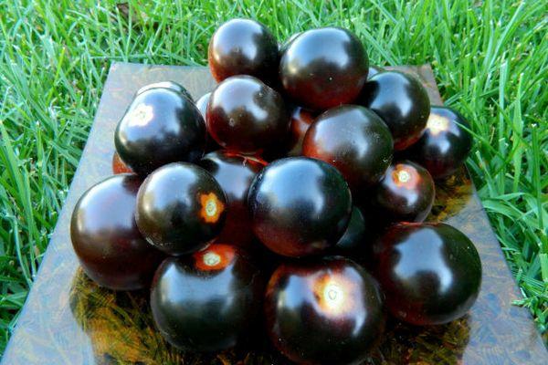 Tomates noires