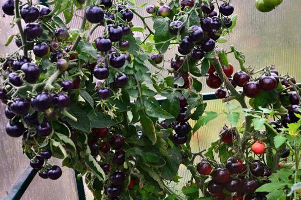 Tomates à fruits noirs