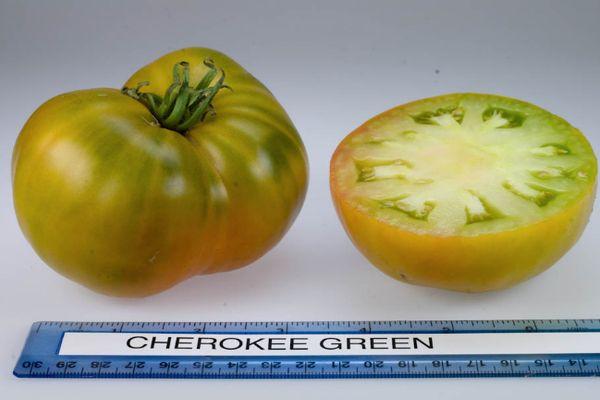 มะเขือเทศสีเขียว