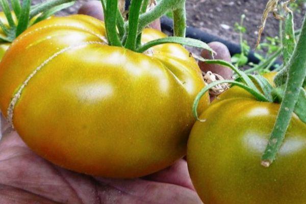 มะเขือเทศสีเขียว