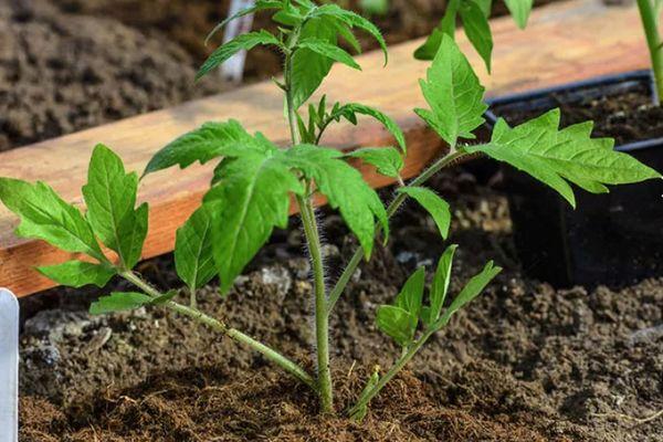 ต้นกล้ามะเขือเทศ