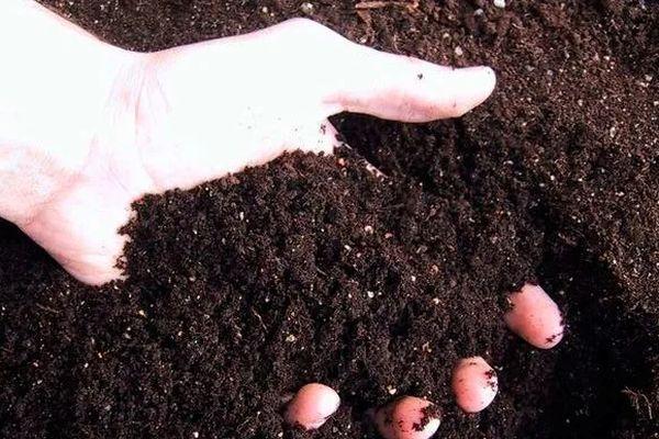 ดินสำหรับปลูกมะเขือเทศ