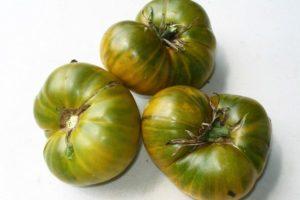 Description de la tomate américaine Cherokee Green Golden et de sa culture à partir de semis