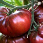 มะเขือเทศพันธุ์แปลก