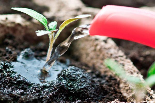 การรดน้ำต้นกล้า