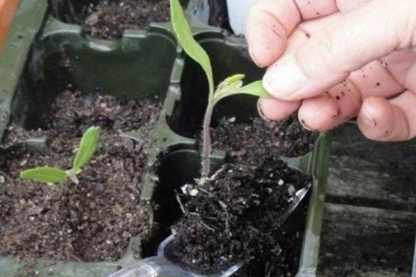 การเก็บต้นกล้า