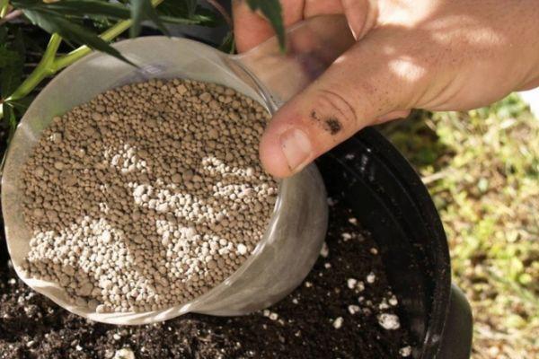 การใส่ปุ๋ยมะเขือเทศ