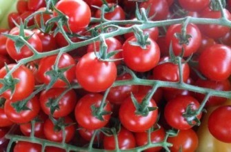 กิ่งพันธุ์มะเขือเทศ