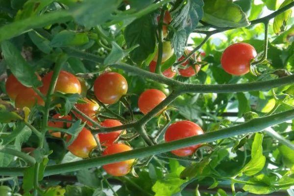 tomates cerises