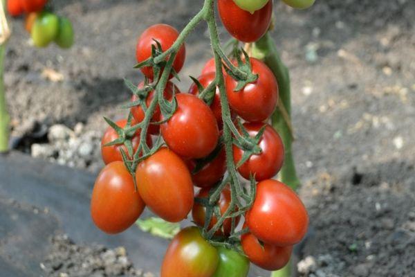 กิ่งที่มีมะเขือเทศ