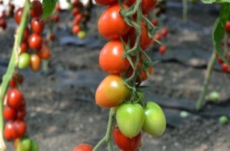 กิ่งที่มีมะเขือเทศ