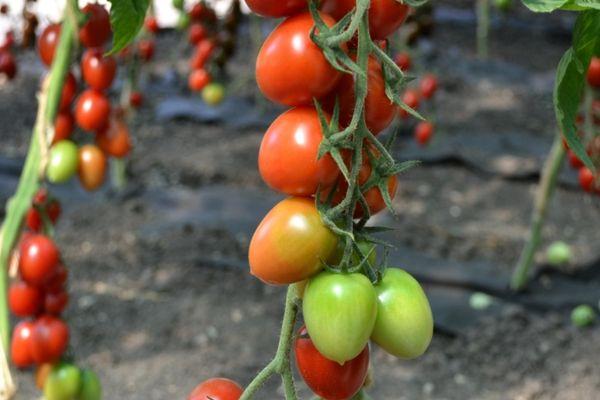 กิ่งที่มีมะเขือเทศ