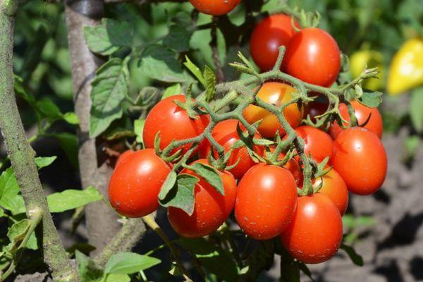 มะเขือเทศอิรา