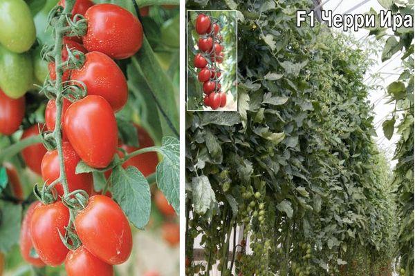 เชอร์รี่ ไอรา