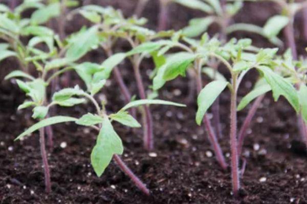 ต้นกล้ามะเขือเทศ